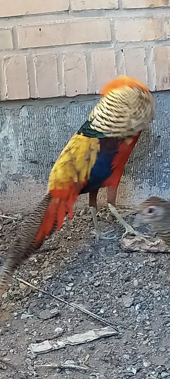 مرغ تزیینی|پرنده|بیرجند, |دیوار