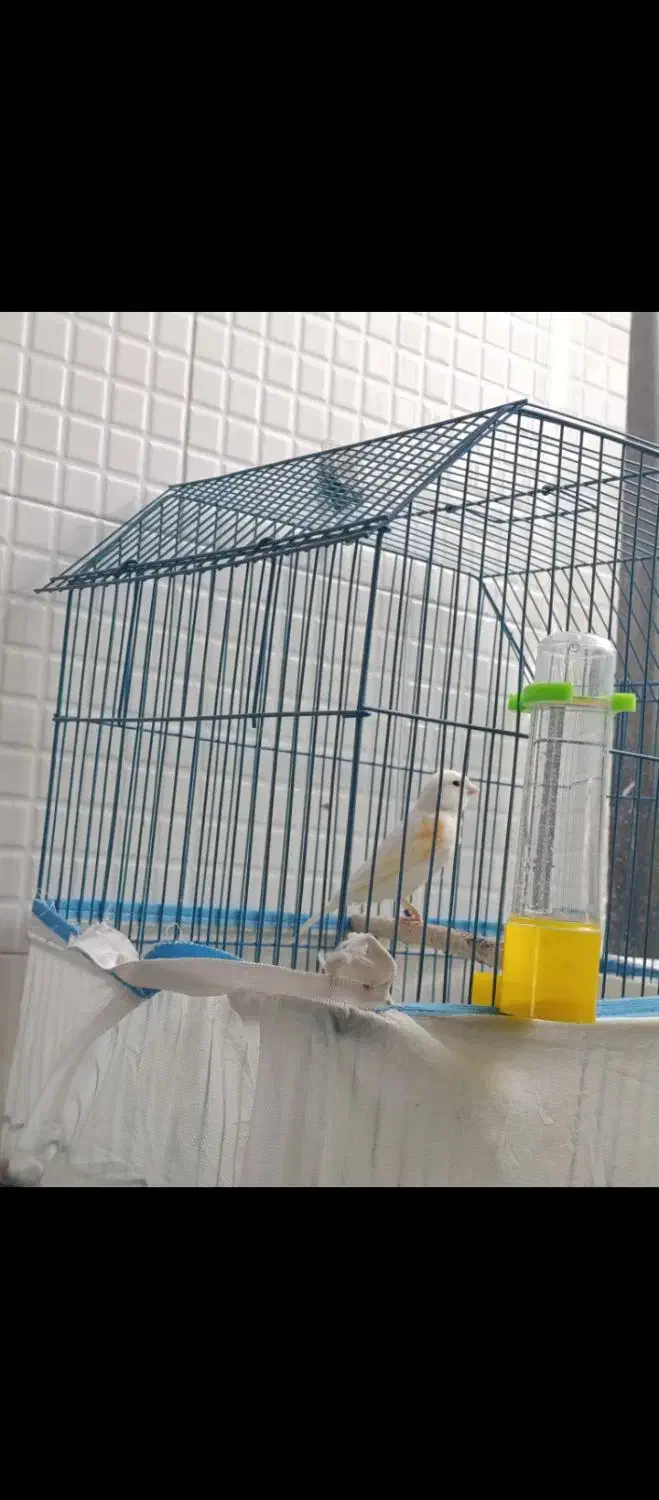 قناری ماده|پرنده|داراب, |دیوار