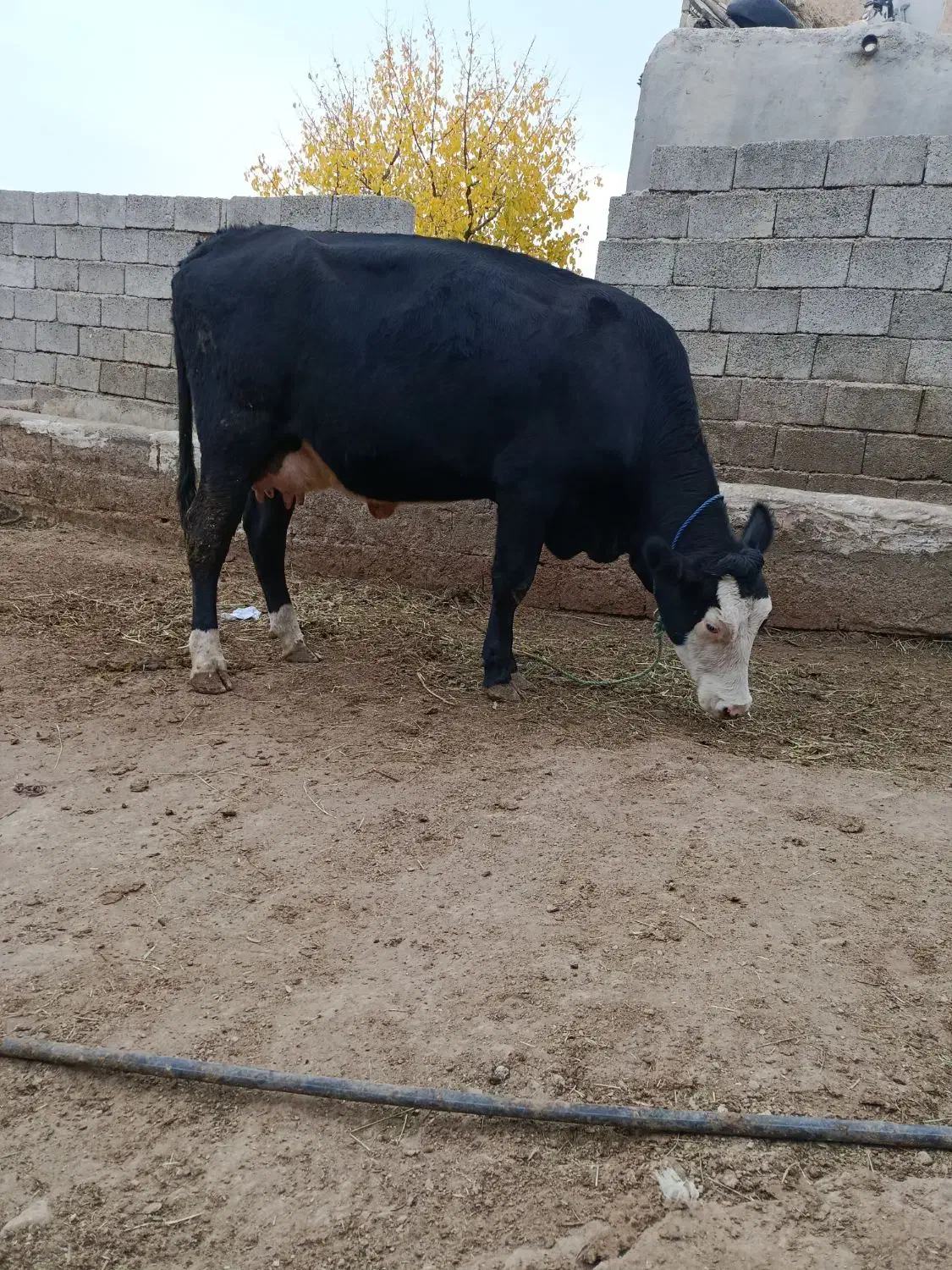 گاو سیمینتال با گوساله سیمینتال|حیوانات مزرعه|ماهنشان, |دیوار