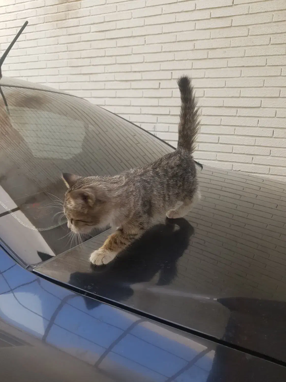 واگذاری گربه|گربه|تبریز, |دیوار