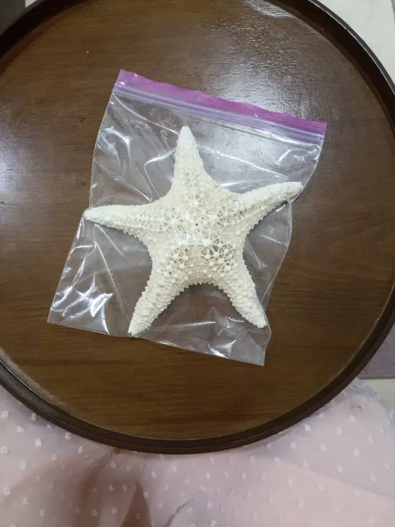 حراج صدف طبیعی|حراج|رشت, کوی جام جم|دیوار