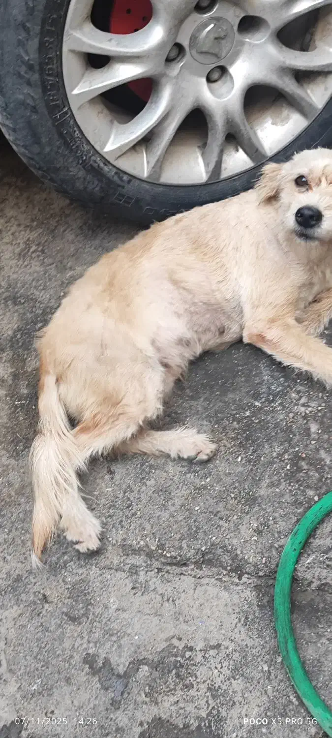 سگ پشمالو ماده شیتزو 1میلون|سگ|بندرعباس, |دیوار