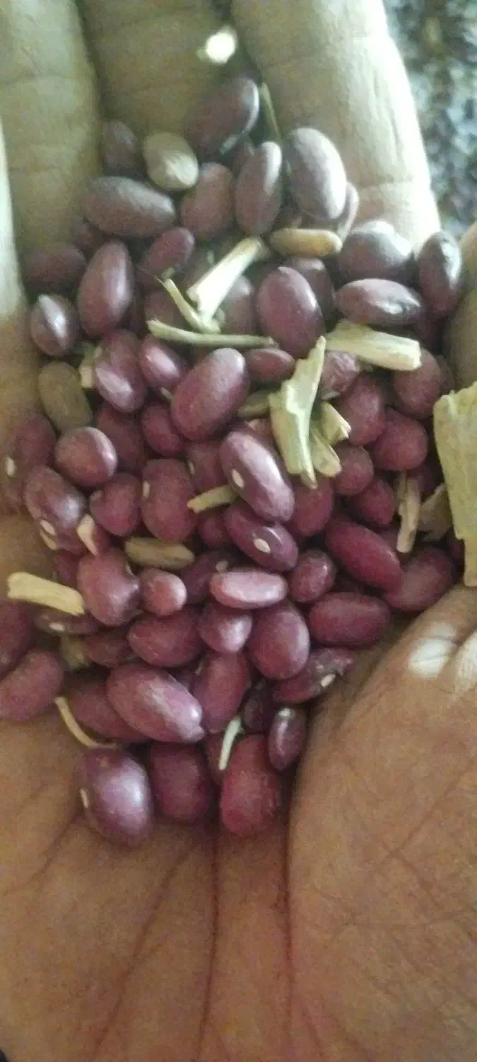 فروش لوبیا قرمز|عمده‌فروشی|فامنین, |دیوار