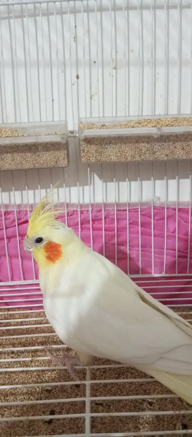 یک جفت عروس هلندی مولد با قفس|پرنده|زاهدان, |دیوار