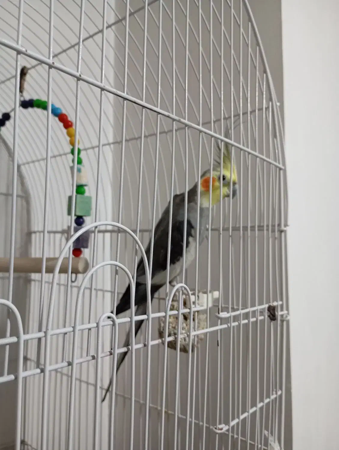 عروس هلندی|پرنده|نسیم‌شهر, |دیوار