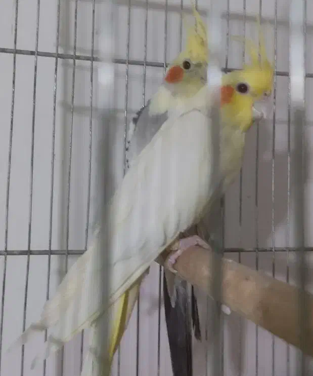 عروس هلندی مولد|پرنده|رفسنجان, |دیوار