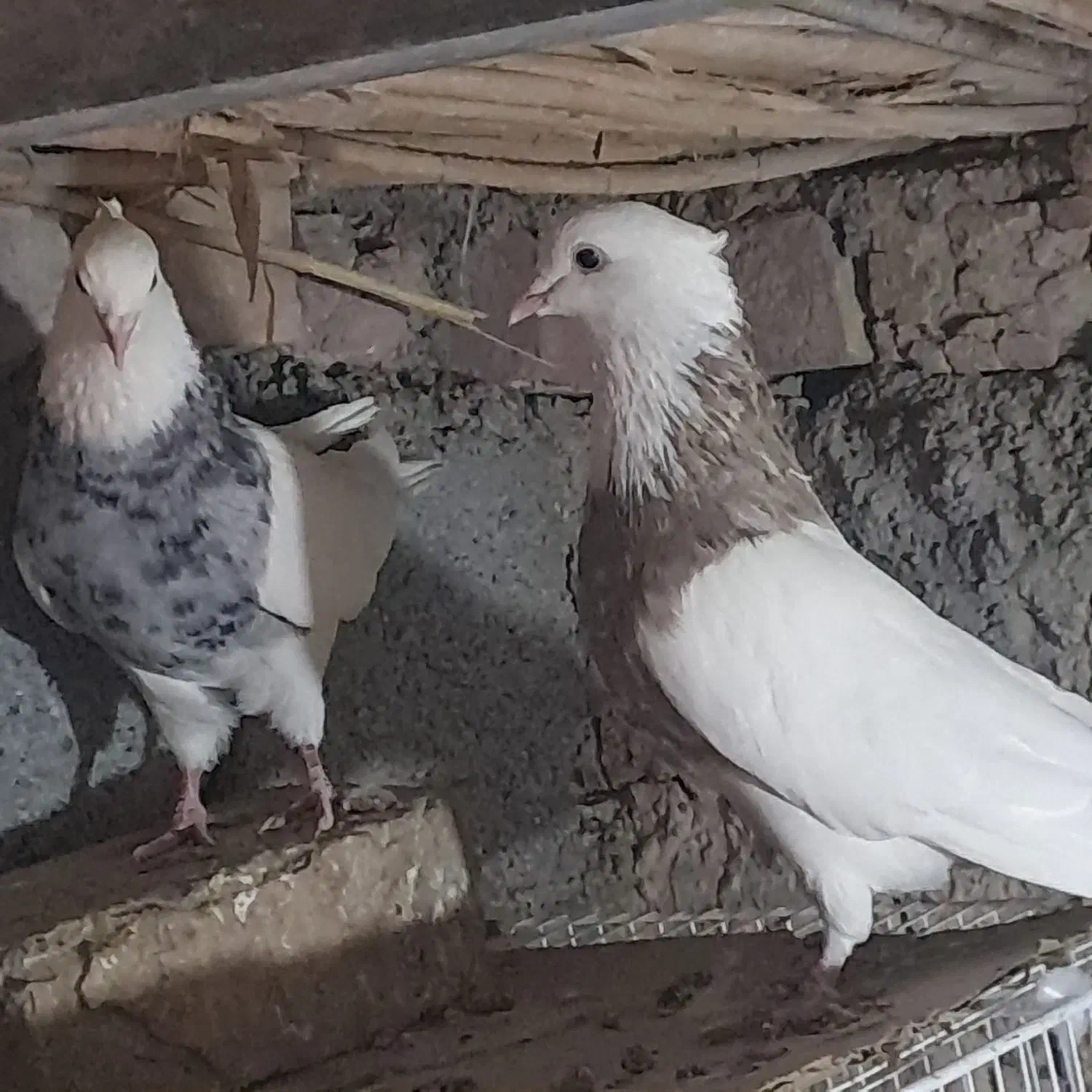 کبوتر طوقی کرمانشاهی|پرنده|هامون, |دیوار