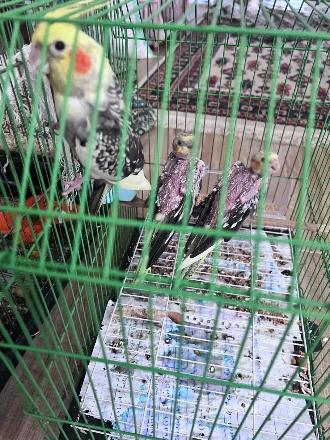 عروس هلندی|پرنده|لنگرود, |دیوار