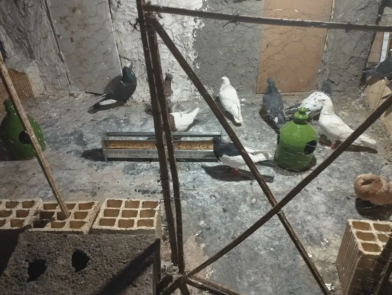 سلام 10عدد کفتر فروشی|پرنده|نرماشیر, |دیوار