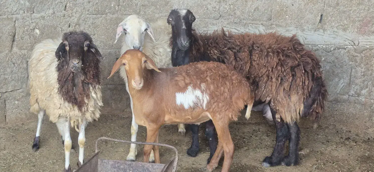 کهره و بره|حیوانات مزرعه|قشم, |دیوار