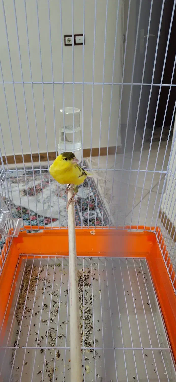 قناری کاملاً سالم|پرنده|تهران, مولوی|دیوار