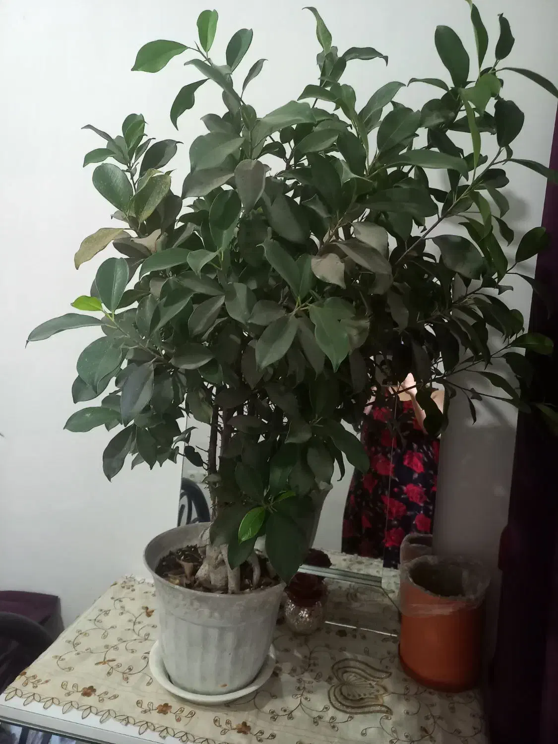 بنسای|گل و گیاه طبیعی|رشت, کوی حسینی|دیوار