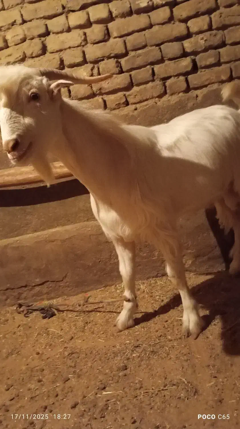 نر بز سانن|حیوانات مزرعه|بروجرد, |دیوار