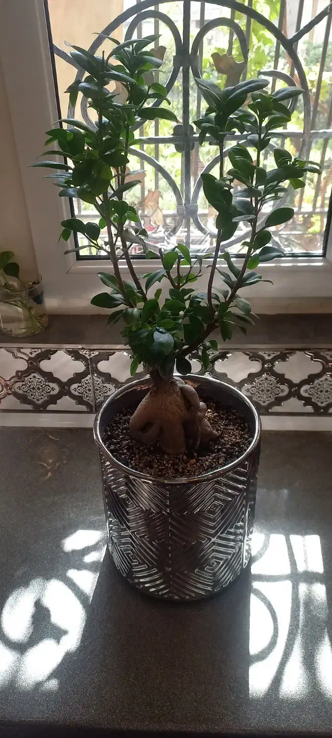 فروش بنسای زیر قیمت به دلیل جابجایی|گل و گیاه طبیعی|تهران, گلستان (شهرک راه آهن)|دیوار