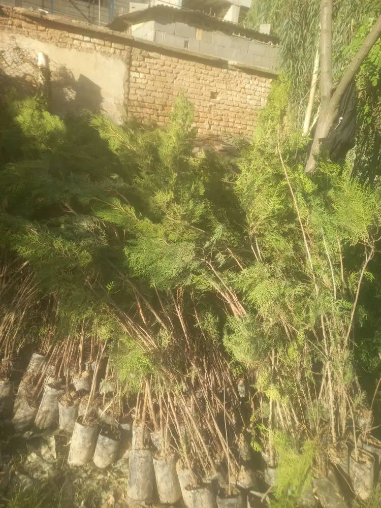 نهال|خدمات باغبانی و درختکاری|شیراز, فرهنگیان|دیوار