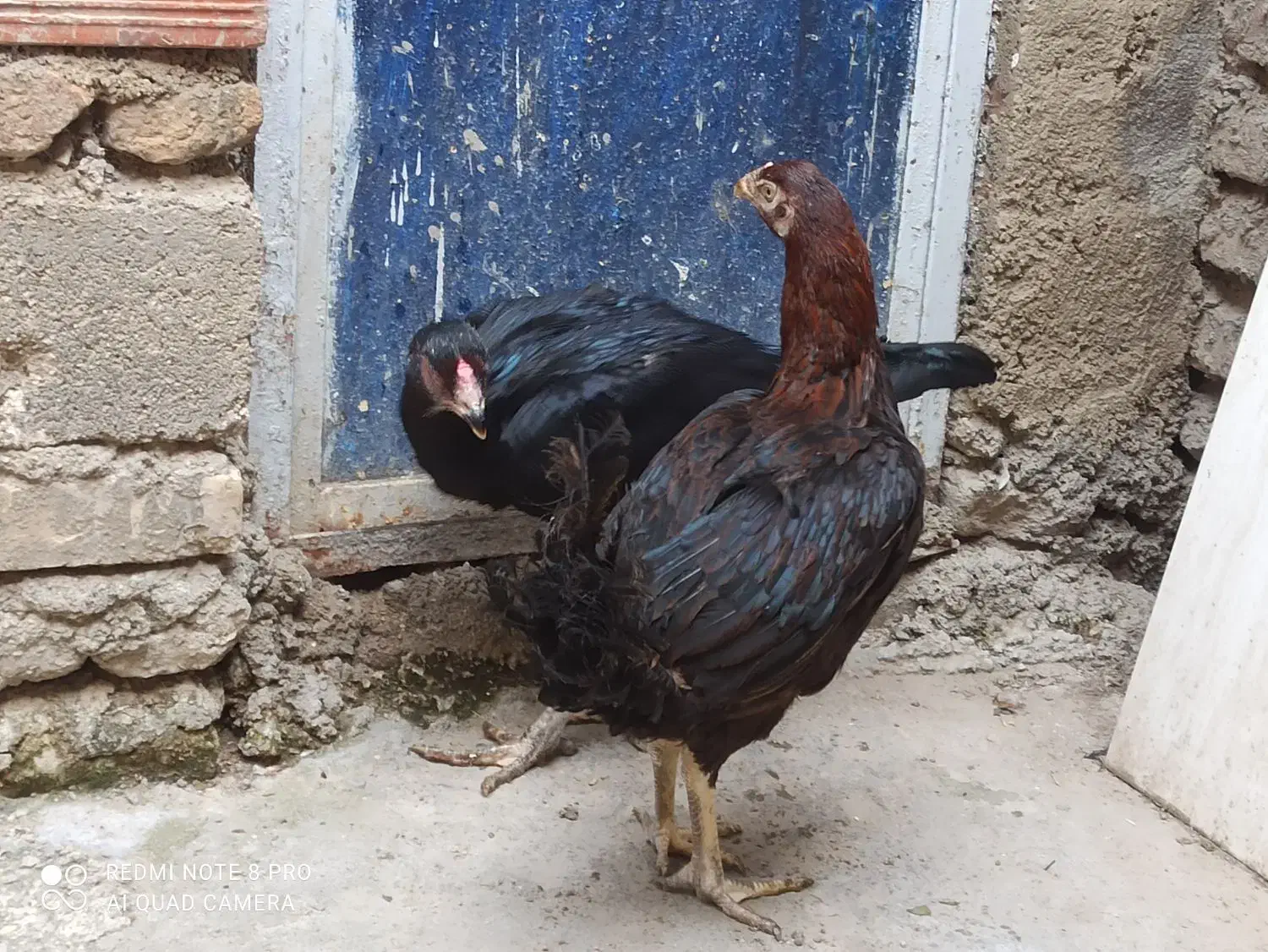 مرغ لاری(معاوضه بامرغ وخروس محلی)|حیوانات مزرعه|گنبد کاووس, |دیوار