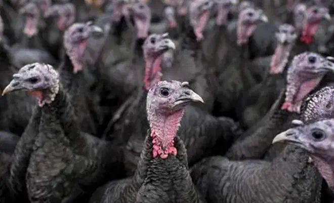 جوجه یک روزه گوشتی و بوقلمون بیوتی و برنز|حیوانات مزرعه|شیراز, حومه شیراز|دیوار