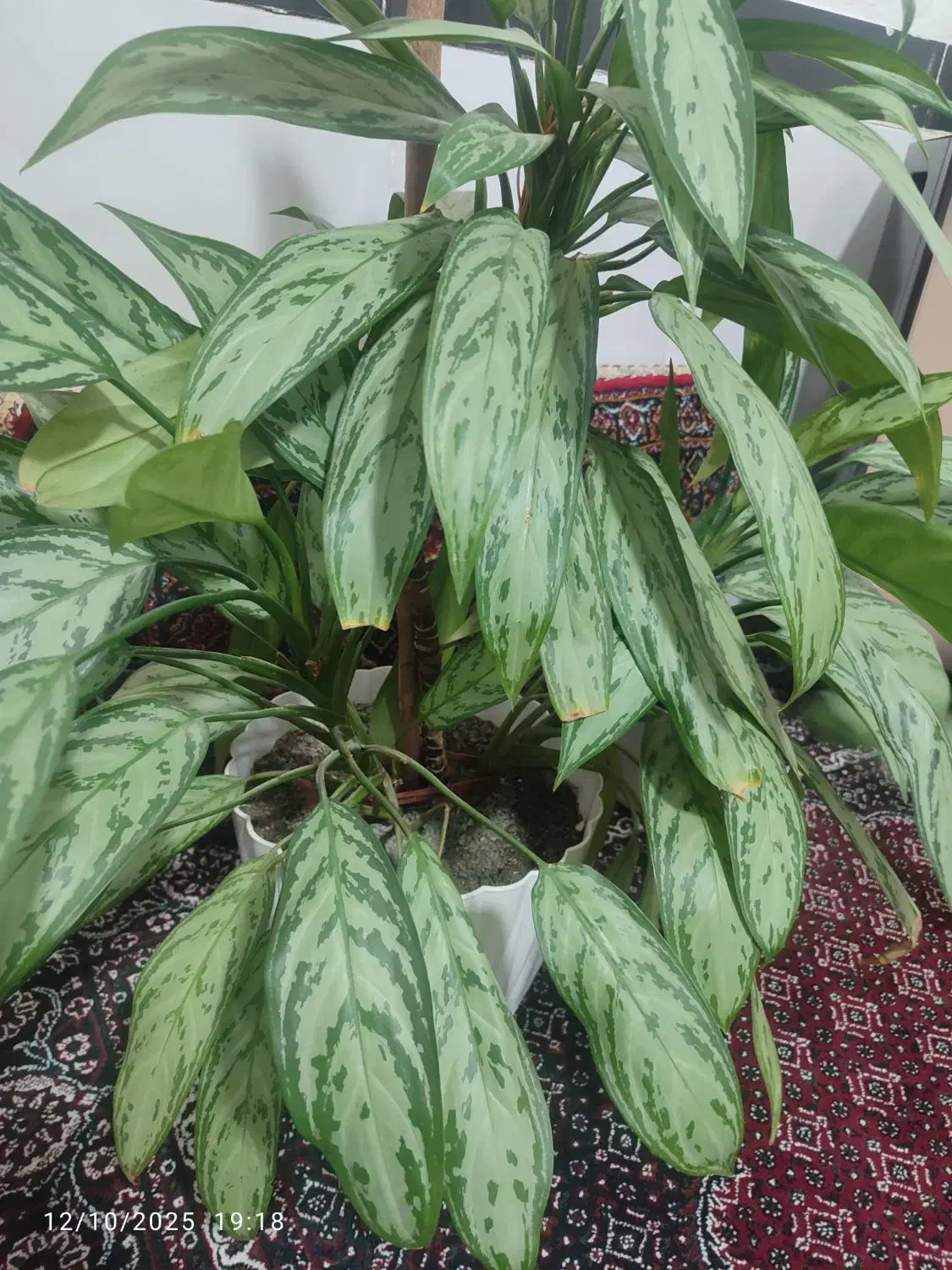 گل آگلونما|گل و گیاه طبیعی|دهگلان, |دیوار