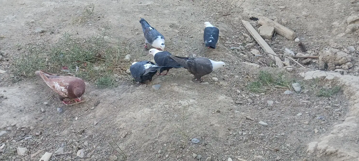 کبوتر کربلایی|پرنده|شیروان (خراسان), |دیوار