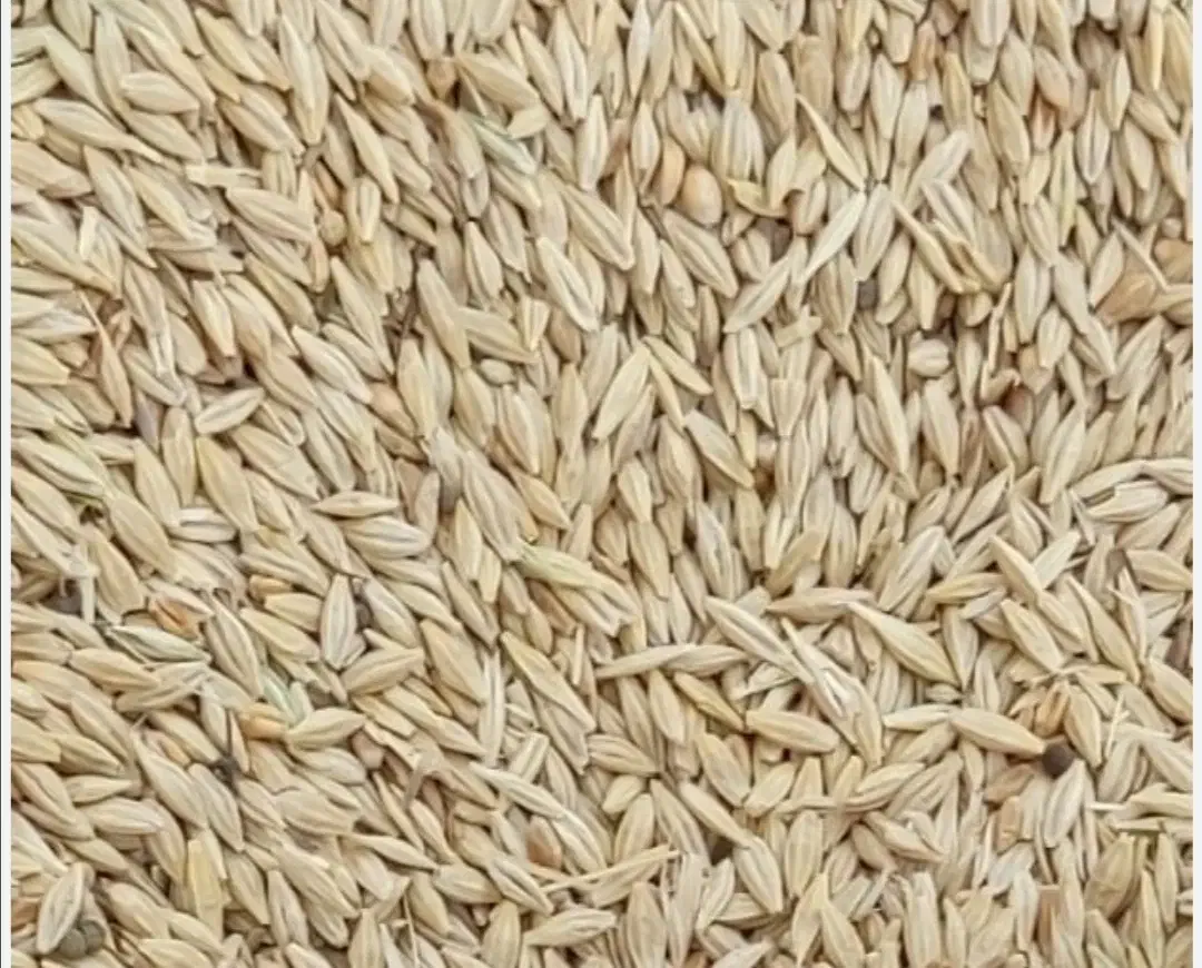 جوبذری اصلاح شده|خدمات باغبانی و درختکاری|قوچان, |دیوار