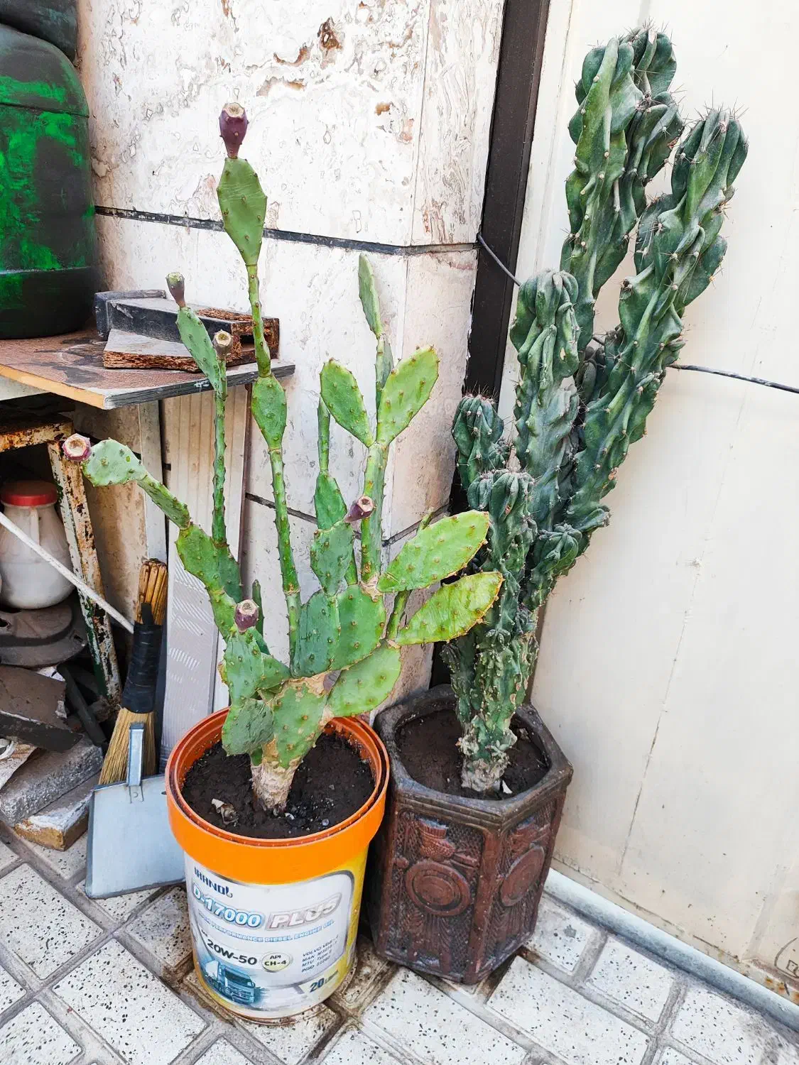 فروش دو عدد کاکتوس(صخرهای-آپونتیا)|گل و گیاه طبیعی|اقبالیه, |دیوار