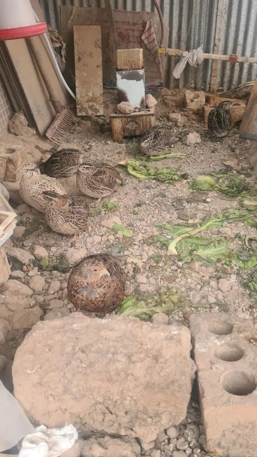 بلدرچین|حیوانات مزرعه|مشهد, مقدم|دیوار