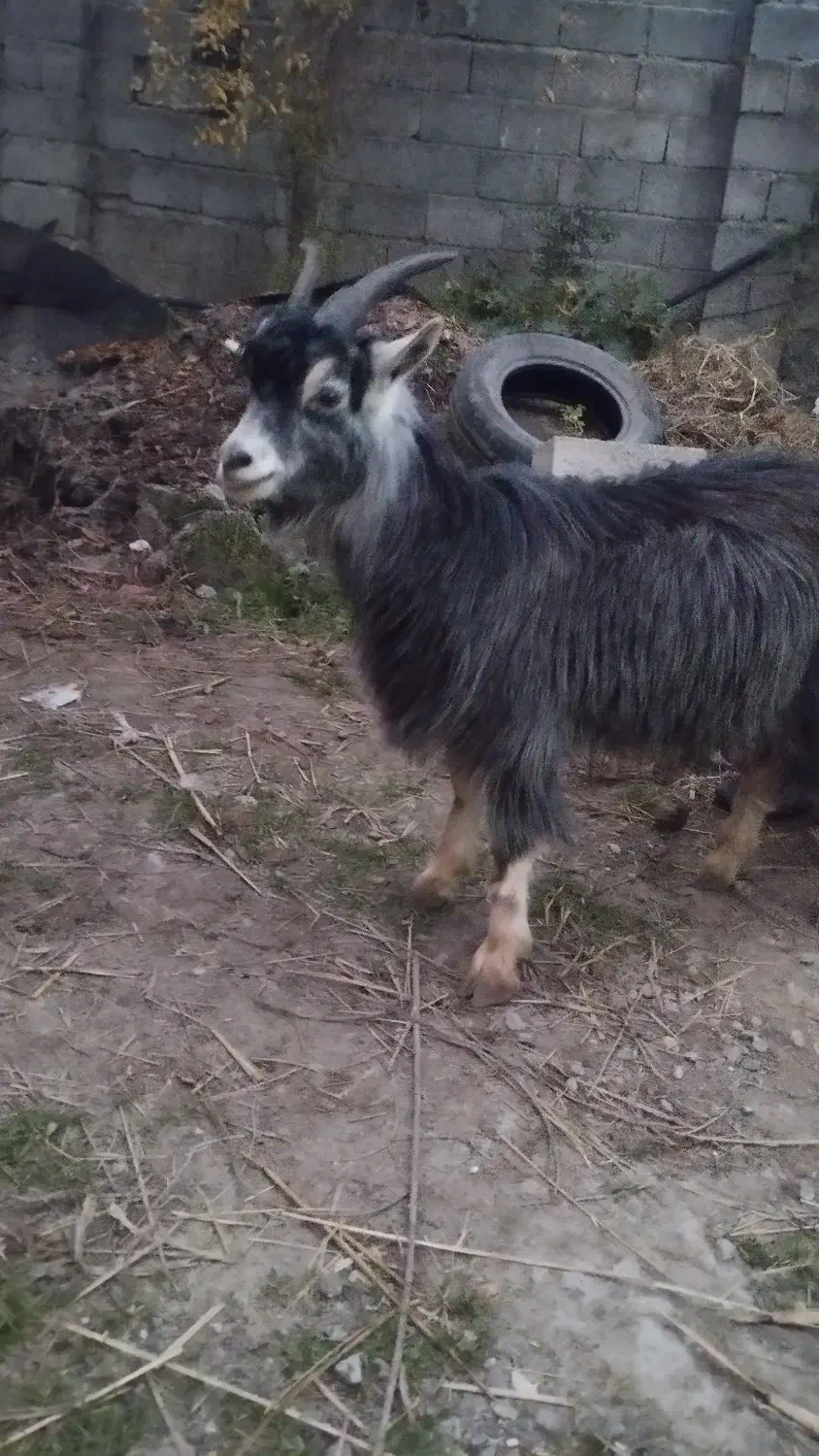 بز ۱۰ماهه ...چاق|حیوانات مزرعه|تنکابن, |دیوار