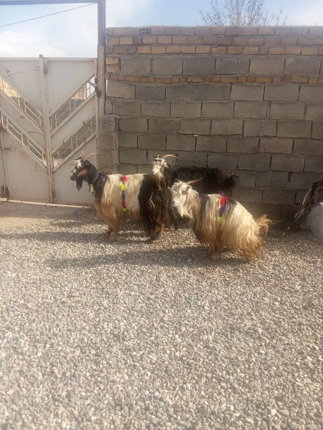 بز ترکی|حیوانات مزرعه|سیلاخور, |دیوار