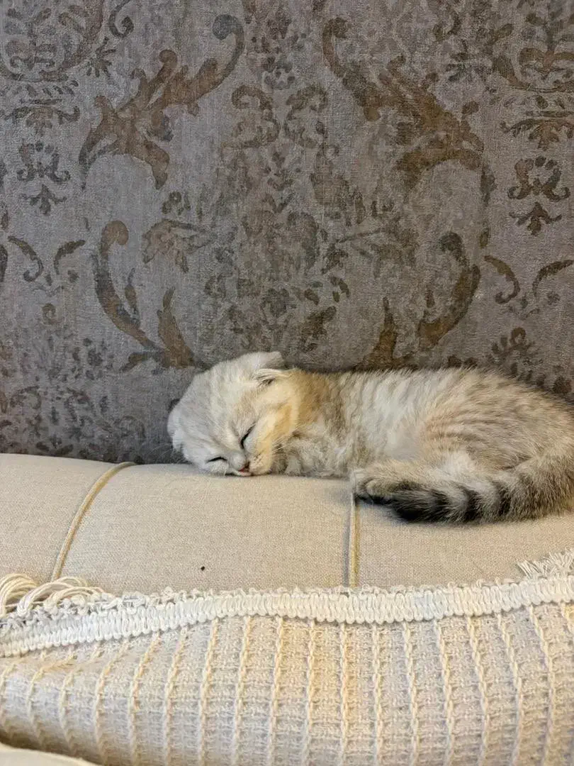 بچه گربه|گربه|بندرعباس, |دیوار