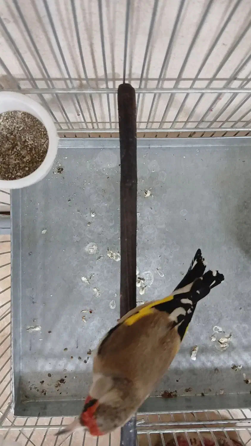 سهره دورگ داغسر رنگ کرم|پرنده|تهران, مشیریه|دیوار