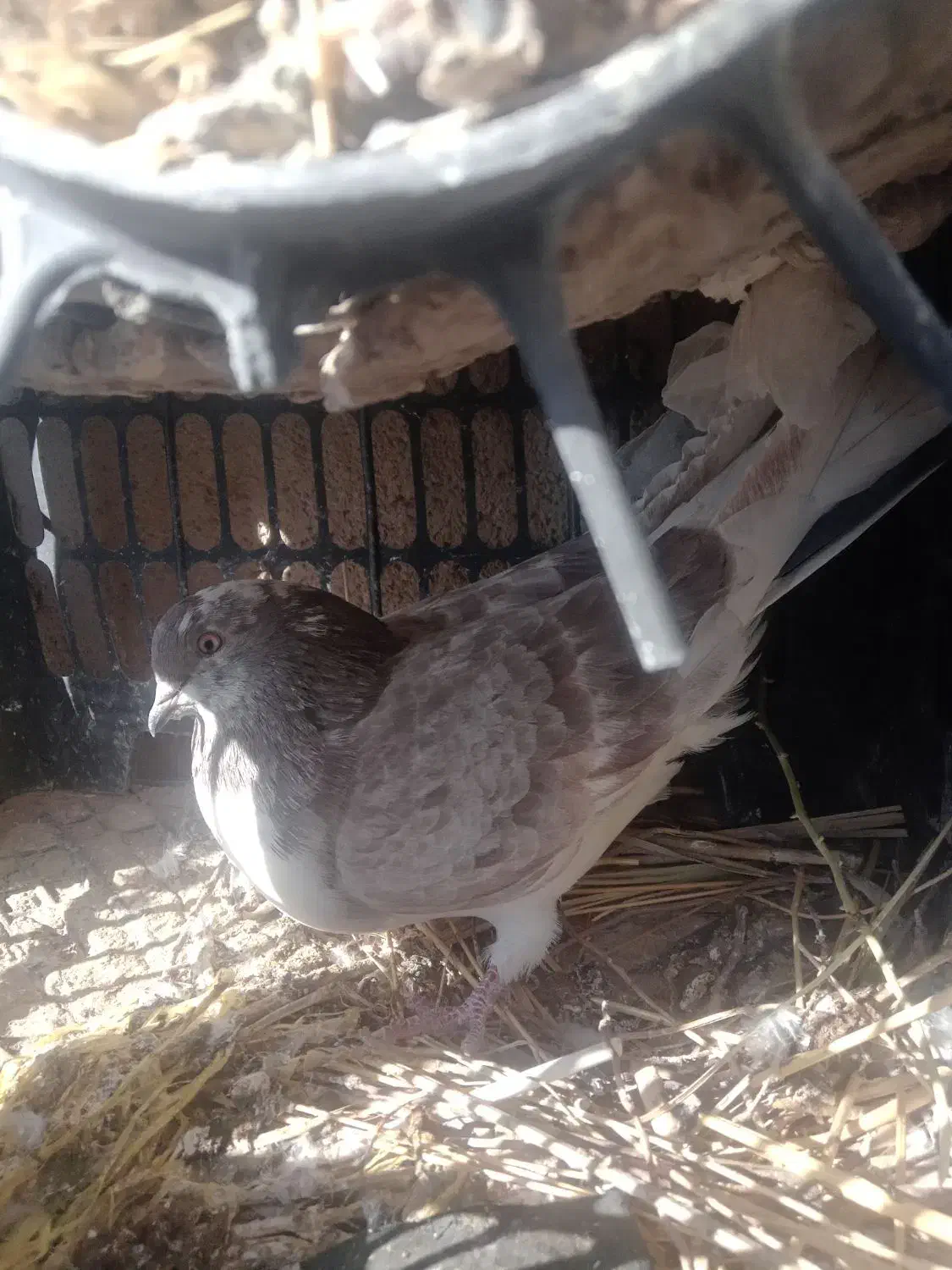 کفتر نر|پرنده|کرباسک, |دیوار