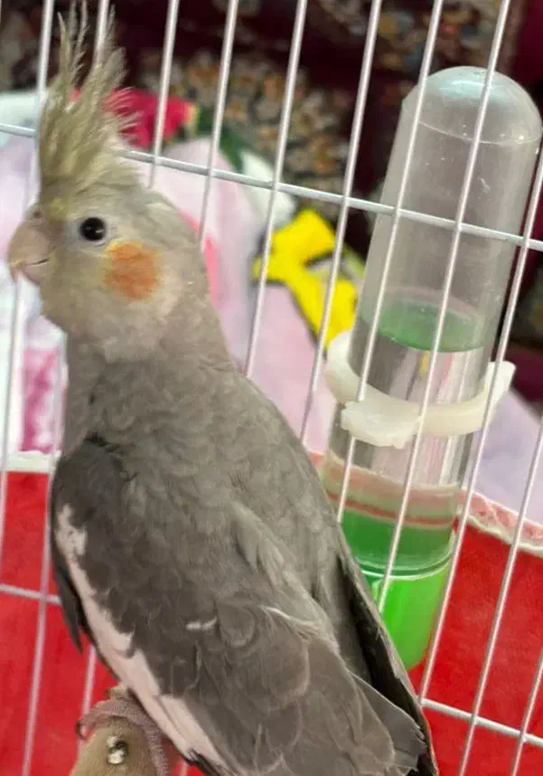 عروس هلندی نر سخنگو|پرنده|شاهین‌شهر, دهخدا|دیوار