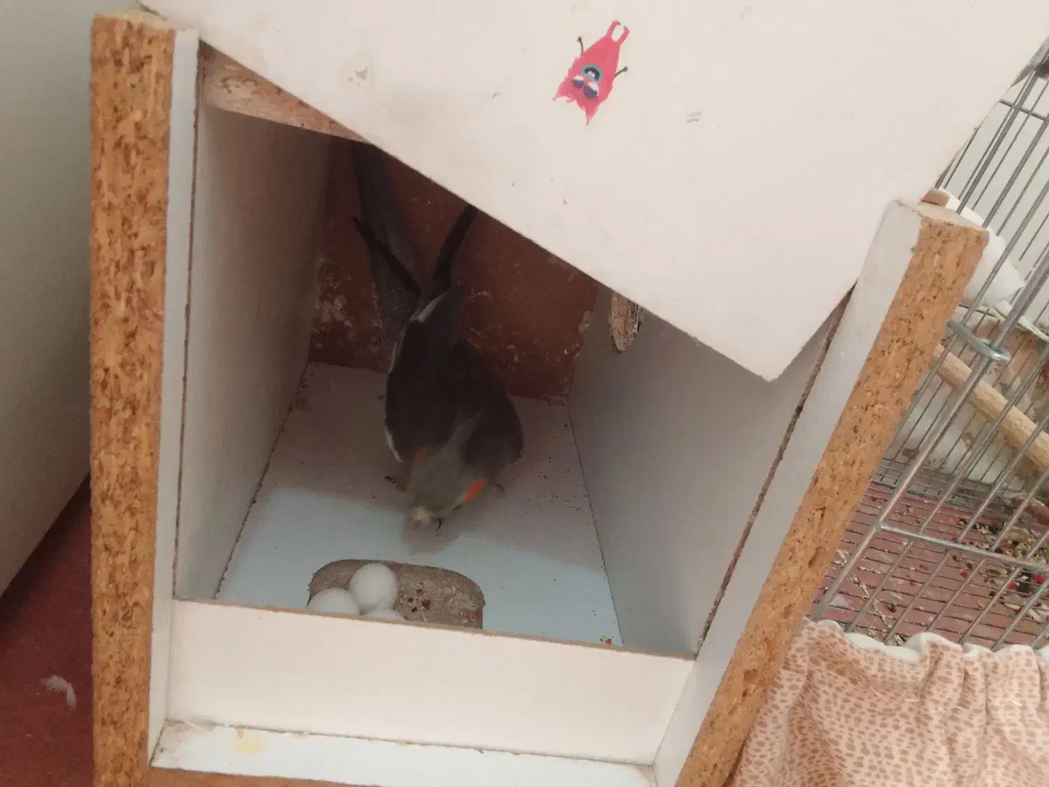 عروس هلندی مولد تخم گذار و جوجه|پرنده|گلپایگان, |دیوار