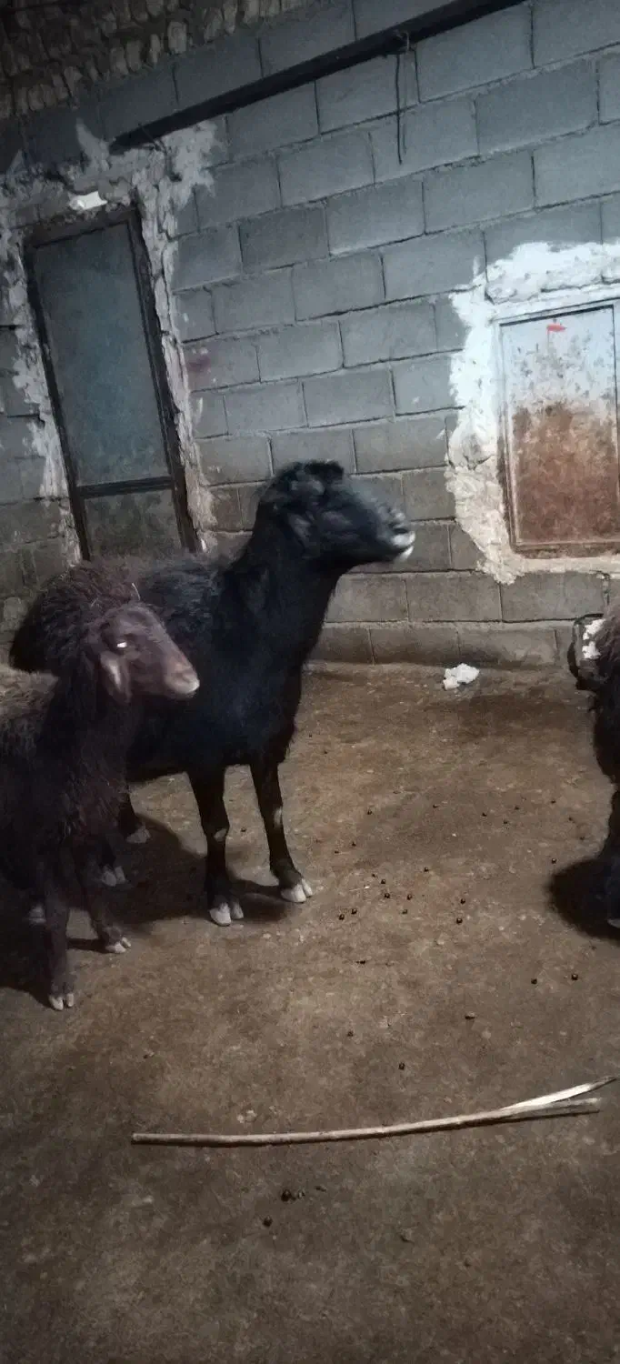 قوچ قرقزل|حیوانات مزرعه|قره پشتلو, |دیوار