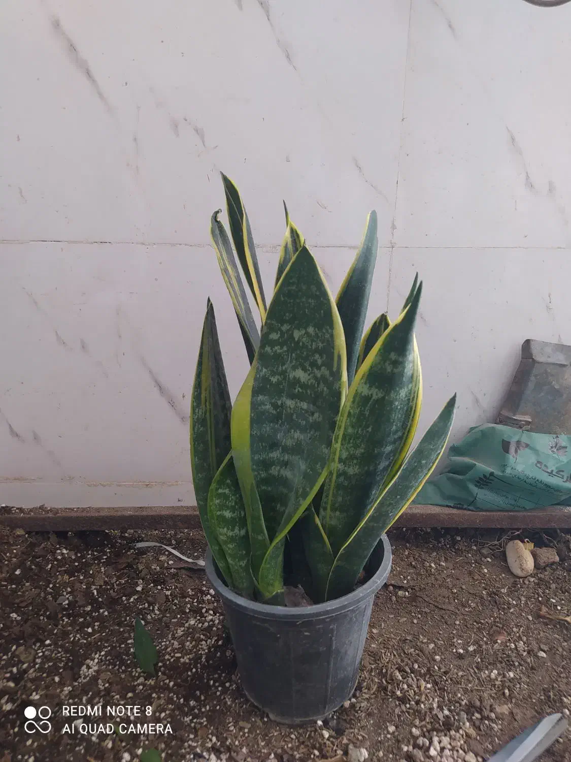 گل و گیاه سانسوریا ابلق|گل و گیاه طبیعی|اهواز, سیصد دستگاه|دیوار