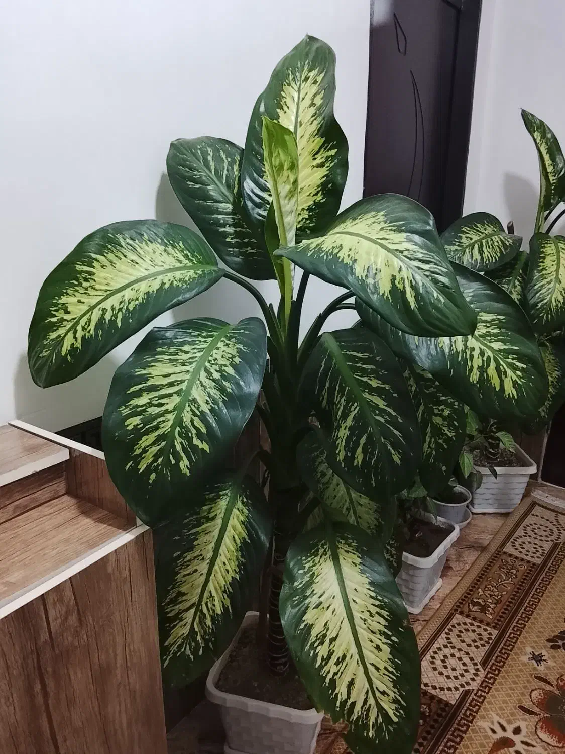 گل دیفن باخیا|گل و گیاه طبیعی|سیلوانه, |دیوار