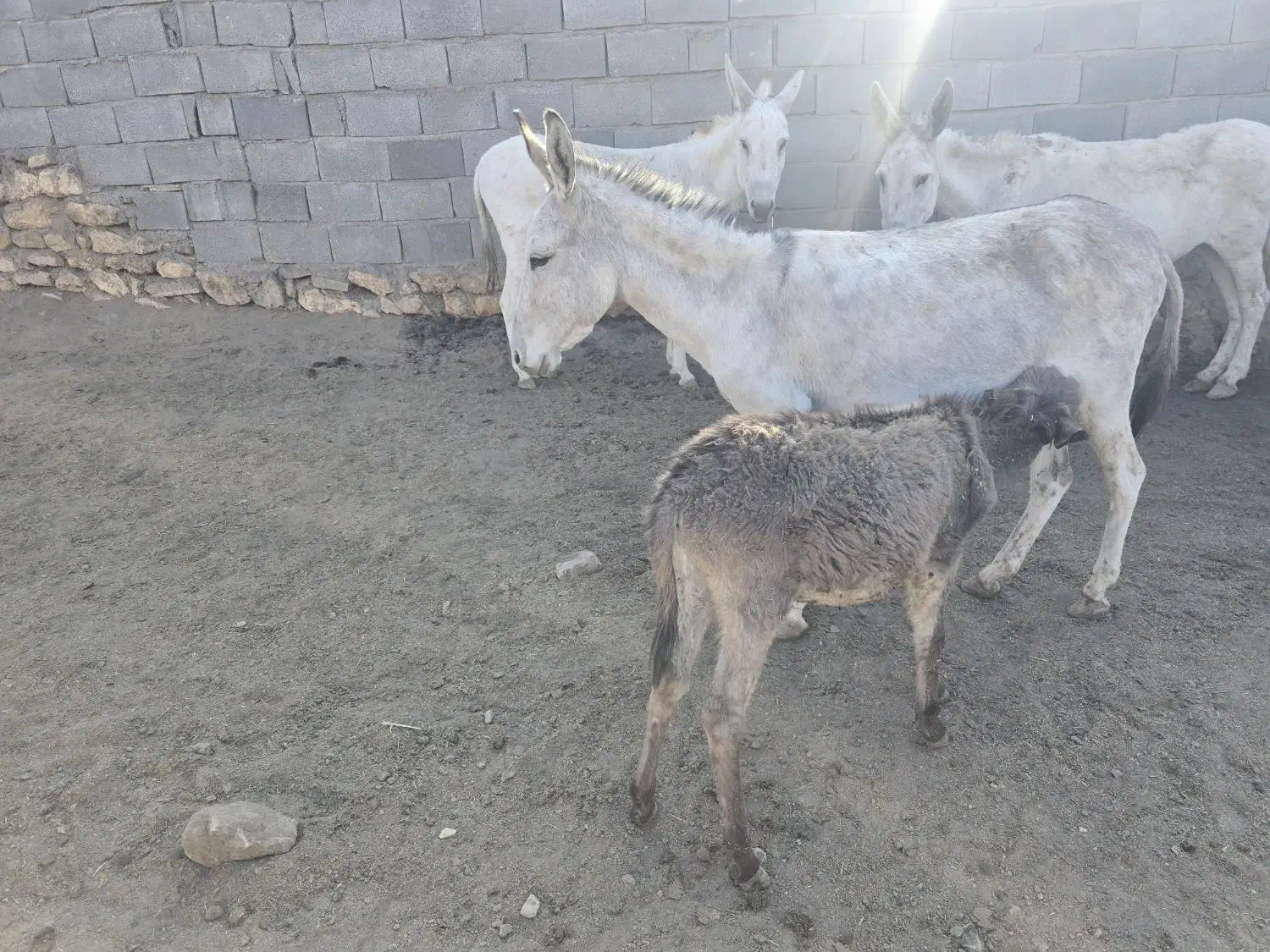 ۹راس خر شیری و کره خر|حیوانات مزرعه|ساوه, |دیوار