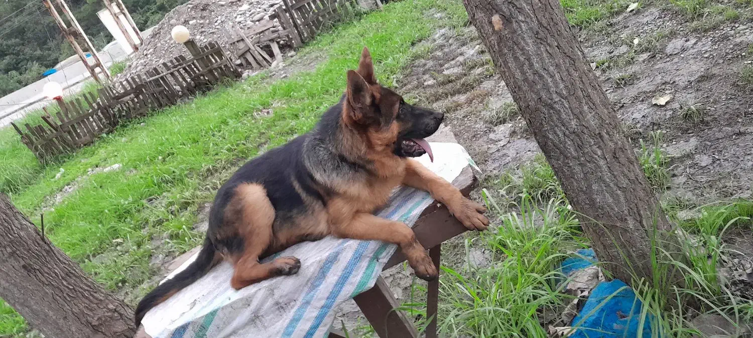 ژرمن.نر۶ماه.ماده ۹ماه|سگ|سنگر, |دیوار