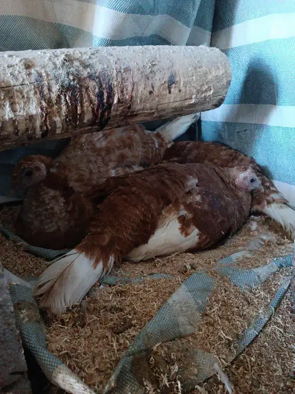 بوقلمون کرچ( به کر)|حیوانات مزرعه|سقز, |دیوار