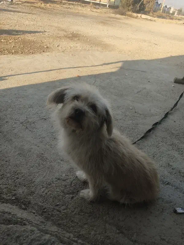 واگذاری سگ|سگ|شیراز, پودنک|دیوار