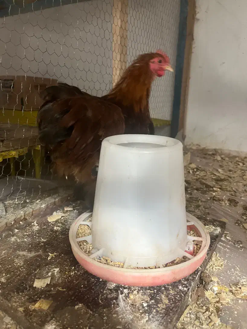 کوشین گلدویتن|حیوانات مزرعه|لشت نشا, |دیوار