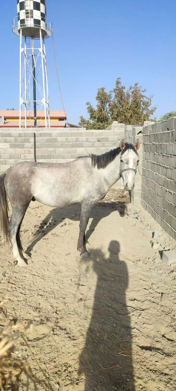 نریون ترکمن. کرد 3 ساله|اسب و تجهیزات اسب‌سواری|هشتگرد, تهران دشت|دیوار