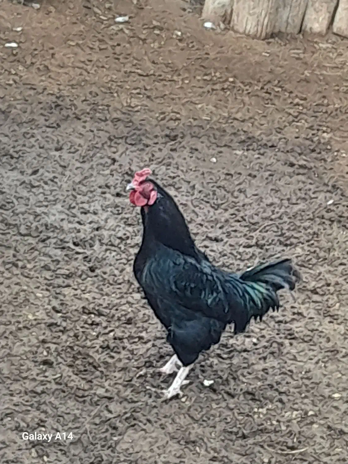 خروس|حیوانات مزرعه|زنجانرود, |دیوار