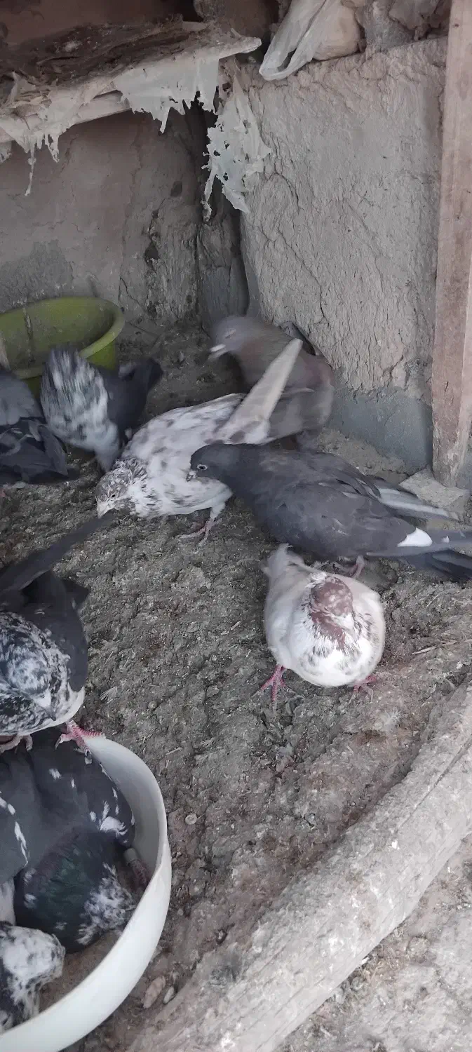 کبوتر|پرنده|قروه, |دیوار