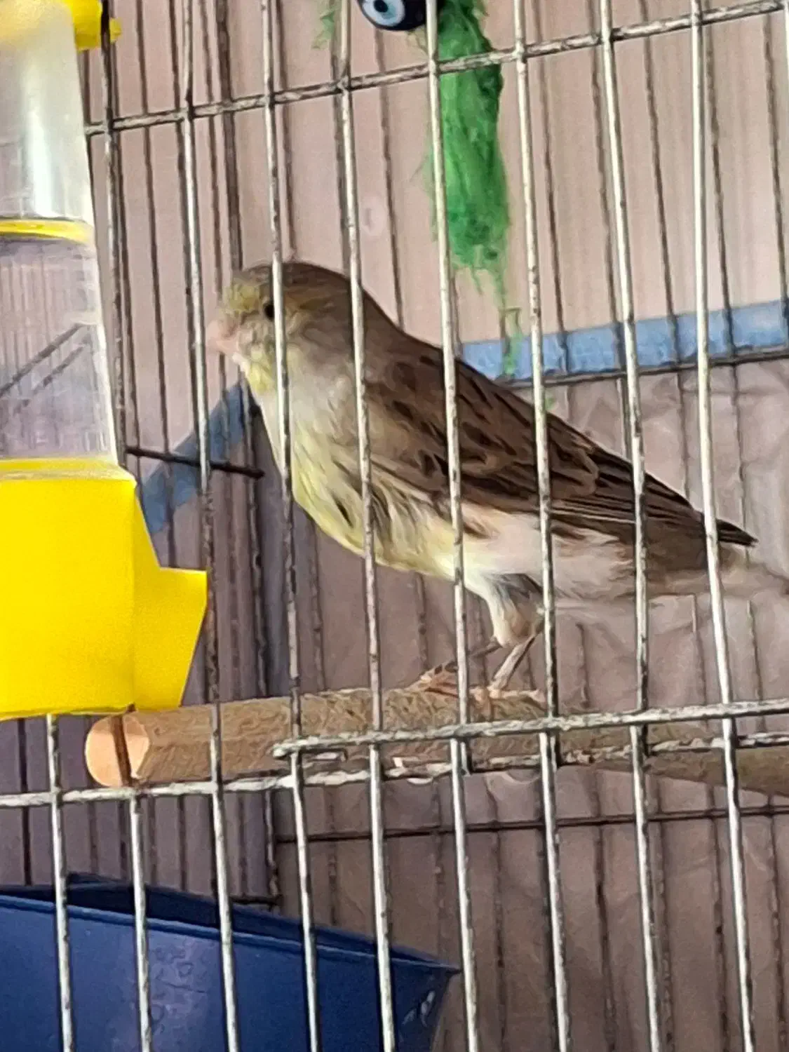 پرنده|پرنده|قم, شاه ابراهیم|دیوار