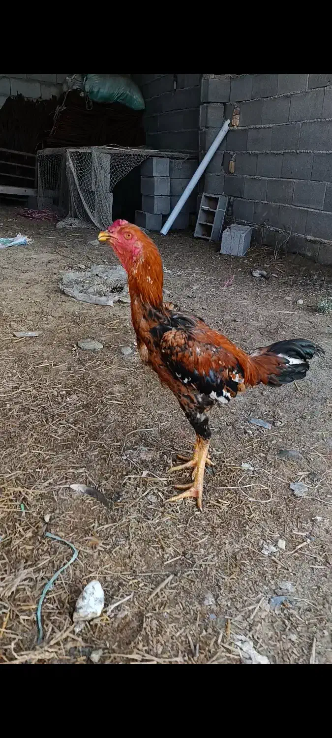 خروس لاری|حیوانات مزرعه|گمیشان, |دیوار