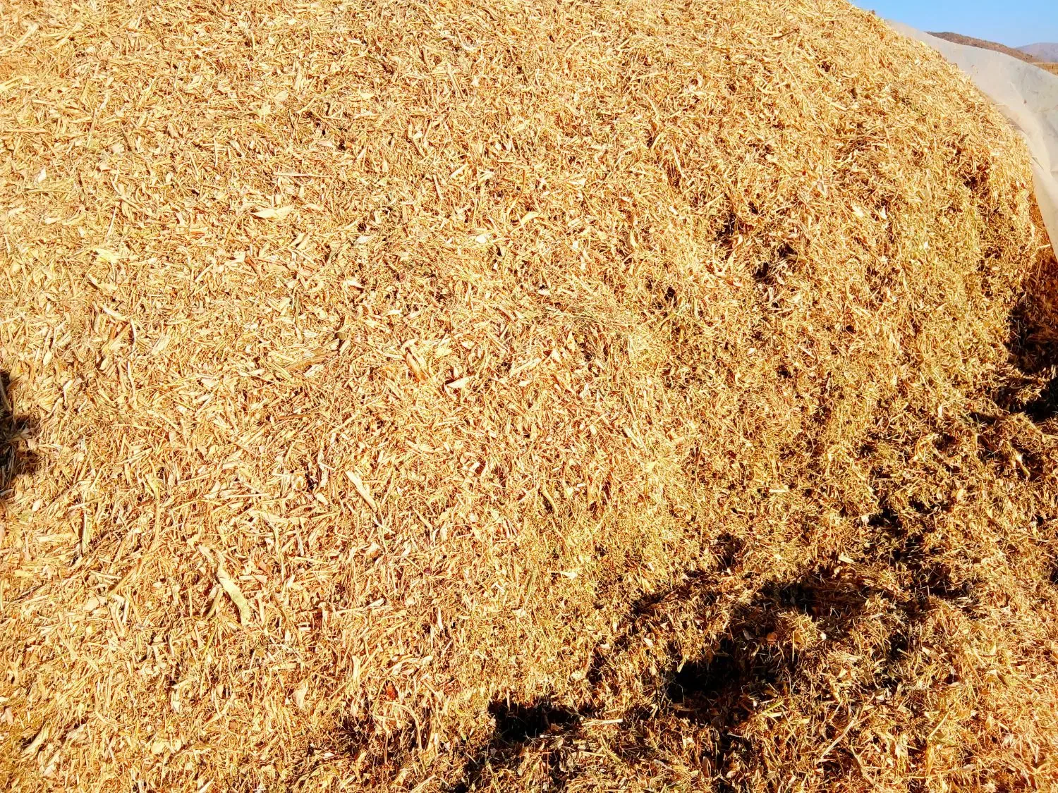 فروش کاه لوبیا|لوازم جانبی حیوانات|سیدان, |دیوار