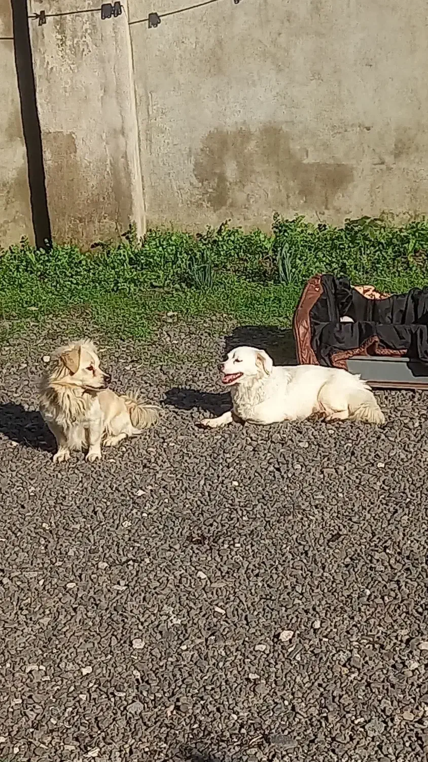 سگ اشپیتز|سگ|رودبنه, |دیوار