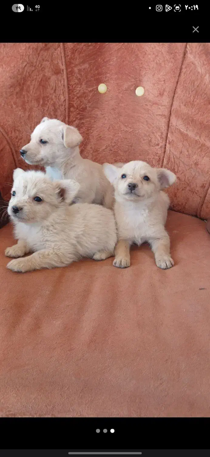 سه تا توله اشپیتز|سگ|رفسنجان, |دیوار