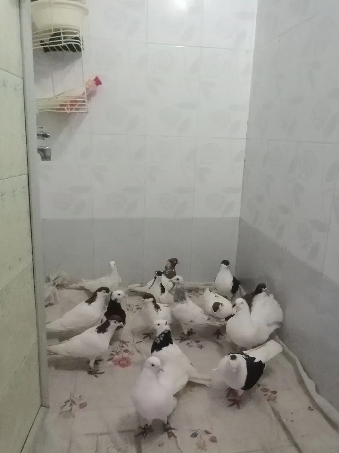 کبوتر|پرنده|نیشابور, مازول|دیوار